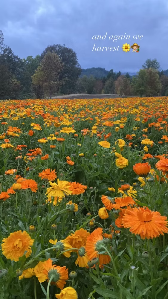 Resources to Learn About Herbs